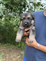 Blue Boy, a male German Shepherd Dog for sale in Fort Ashby, WV – 1 of 2