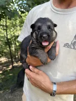 Teal Girl, a female German Shepherd Dog for sale in Fort Ashby, WV – 2 of 2