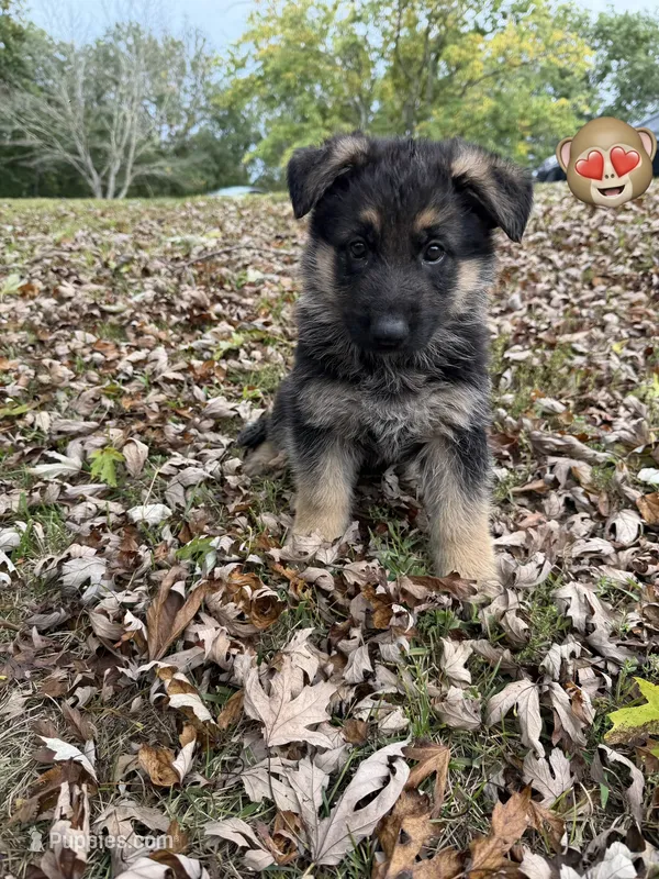 Purple Girl – German Shepherd Dog puppy for sale in Fort Ashby, WV