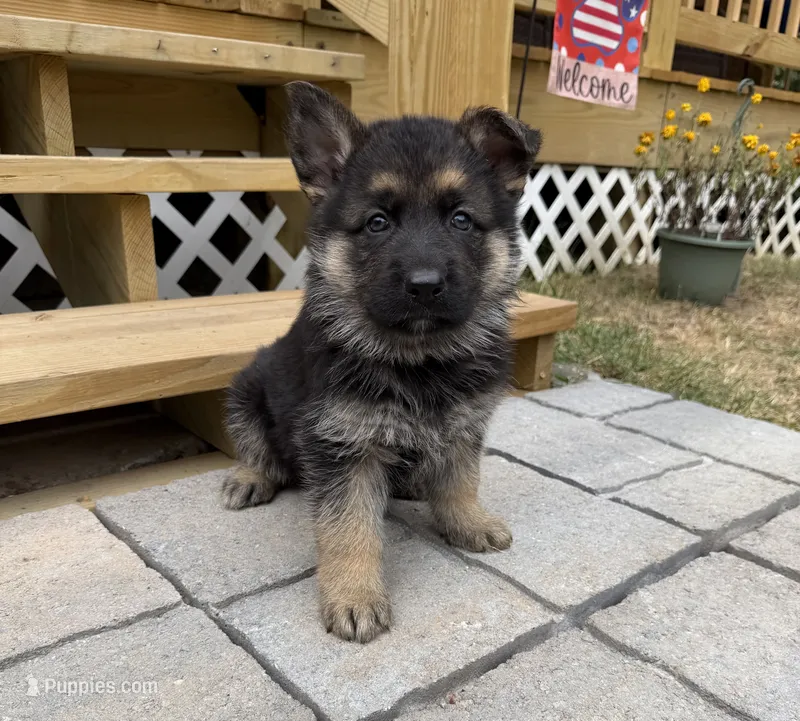 Blue Boy – German Shepherd Dog puppy for sale in Fort Ashby, WV