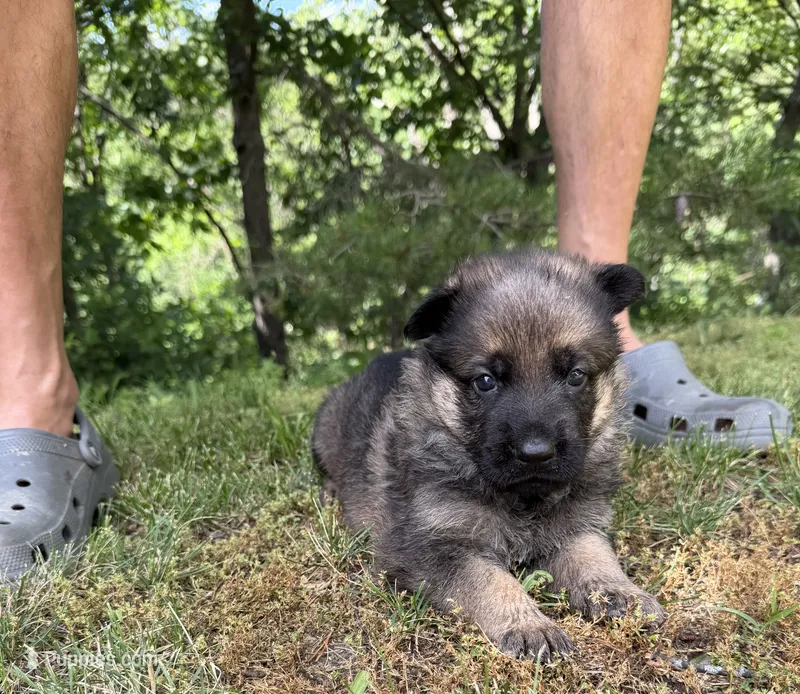 Blue Boy – German Shepherd Dog puppy for sale in Fort Ashby, WV