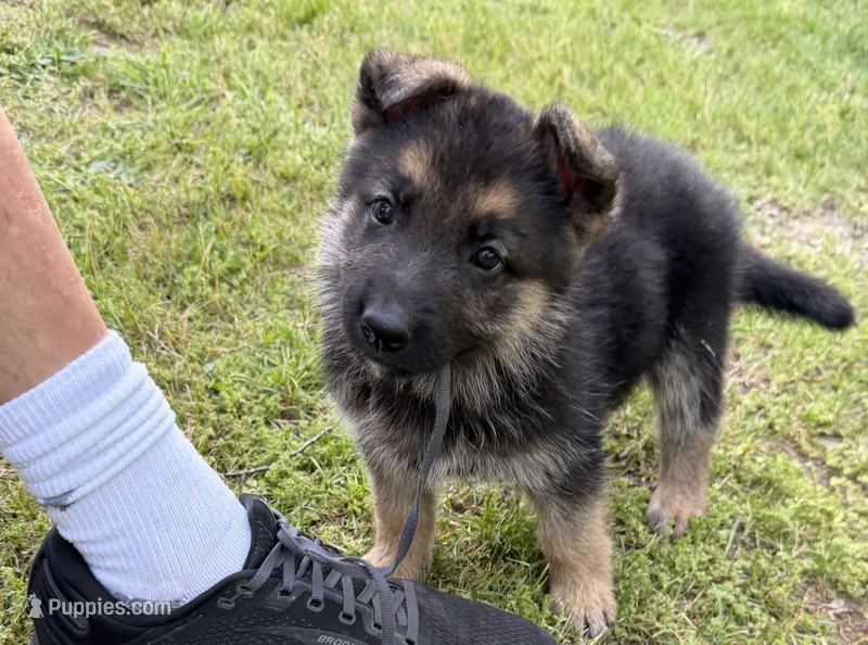 Purple Girl – German Shepherd Dog puppy for sale in Fort Ashby, WV