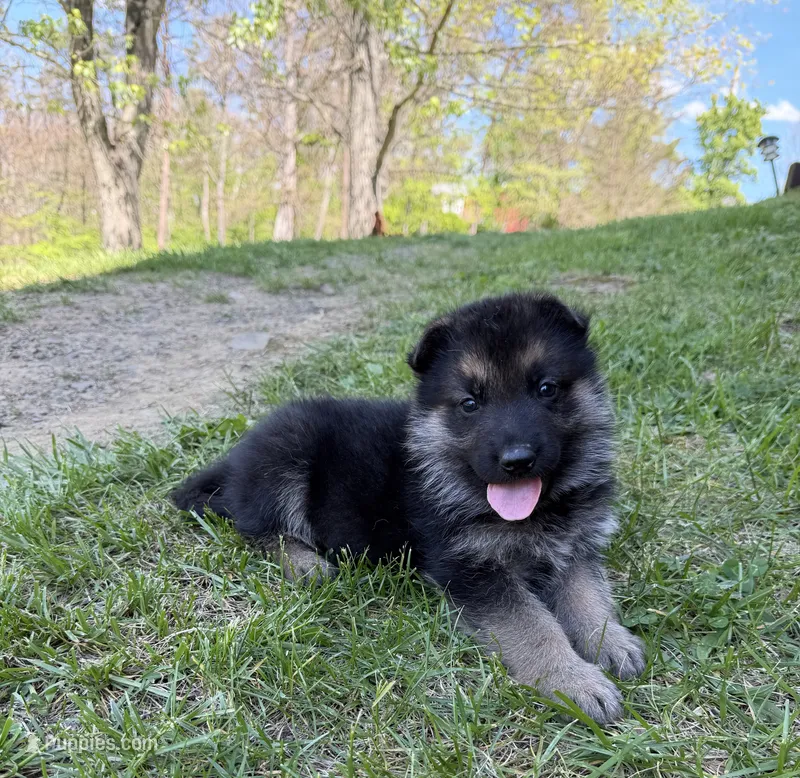 Purple Girl – German Shepherd Dog puppy for sale in Fort Ashby, WV