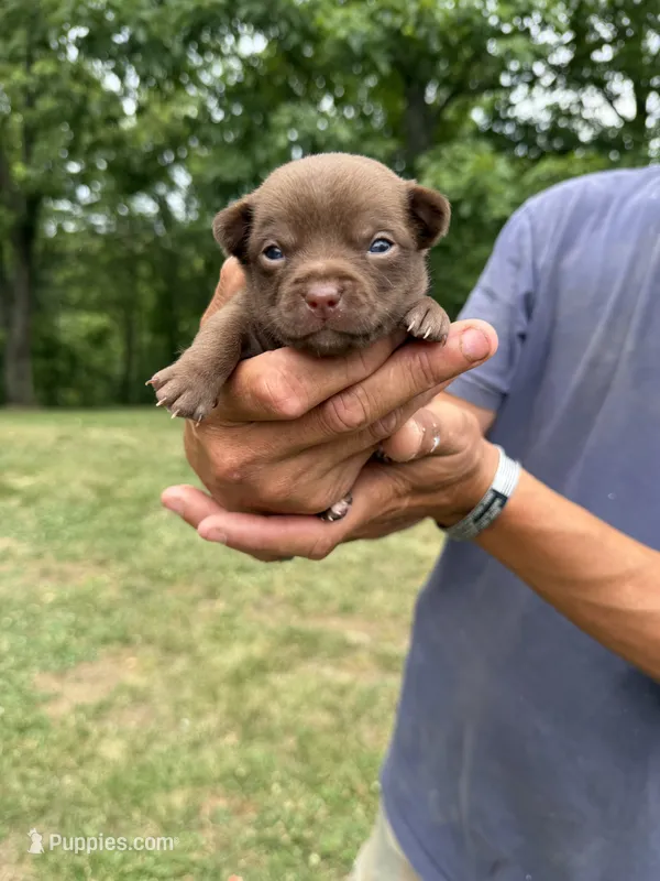 Brown Boy – Chihuahua puppy for sale in Fort Ashby, WV
