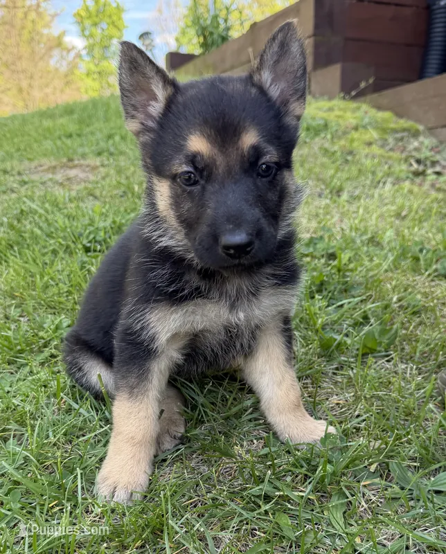 Orange Girl – German Shepherd Dog puppy for sale in Fort Ashby, WV