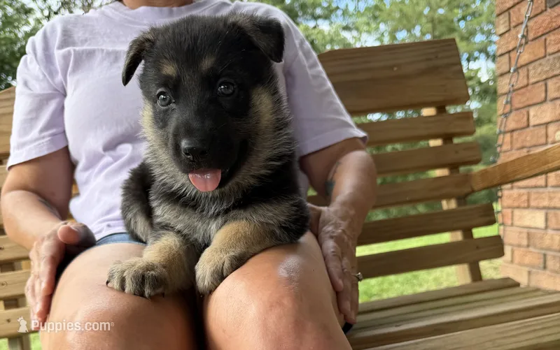 Pink Girl – German Shepherd Dog puppy for sale in Fort Ashby, WV