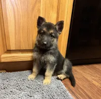 Purple Girl, a female German Shepherd Dog for sale in Fort Ashby, WV – 2 of 10