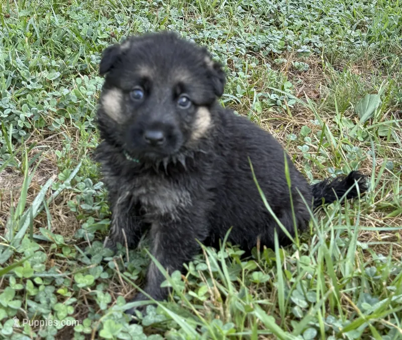 Teal Girl – German Shepherd Dog puppy for sale in Fort Ashby, WV