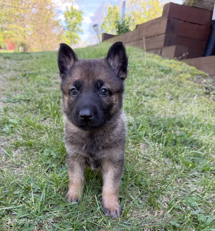 Teal Girl – German Shepherd Dog puppy for sale in Fort Ashby, WV