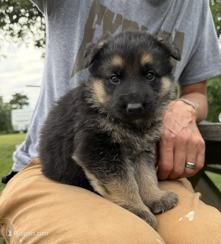 Purple Girl – German Shepherd Dog puppy for sale in Fort Ashby, WV