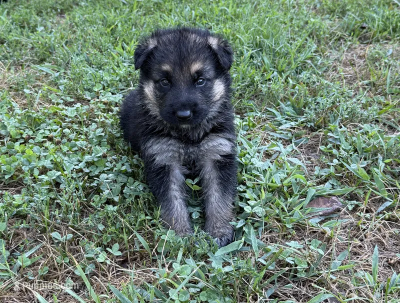 Purple Girl – German Shepherd Dog puppy for sale in Fort Ashby, WV