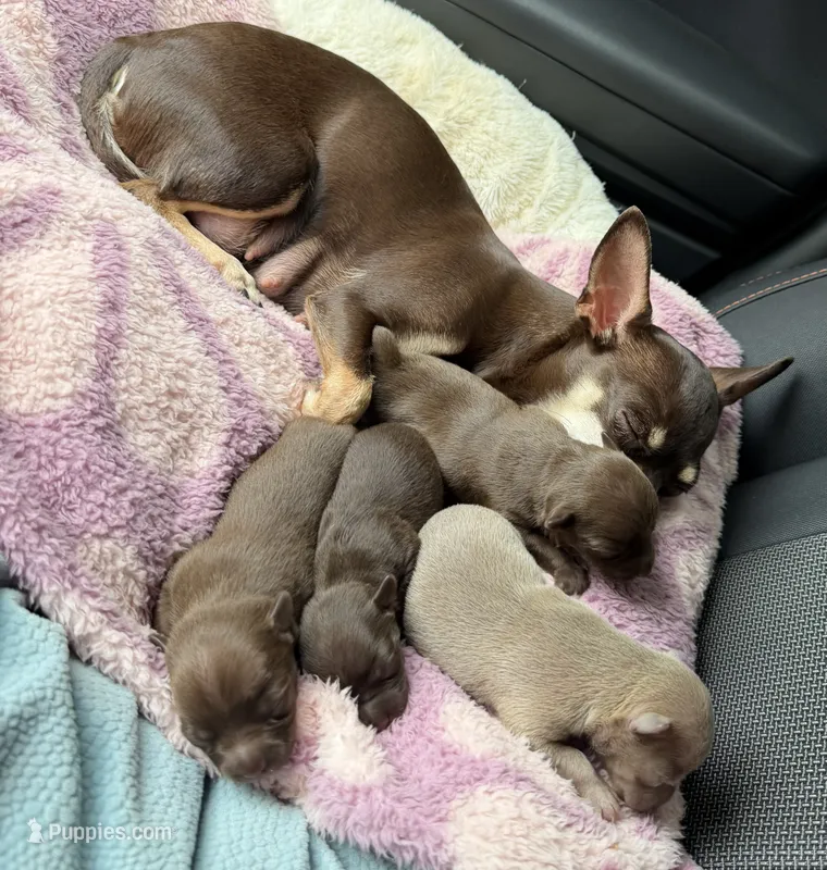 Yellow Boy – Chihuahua puppy for sale in Fort Ashby, WV