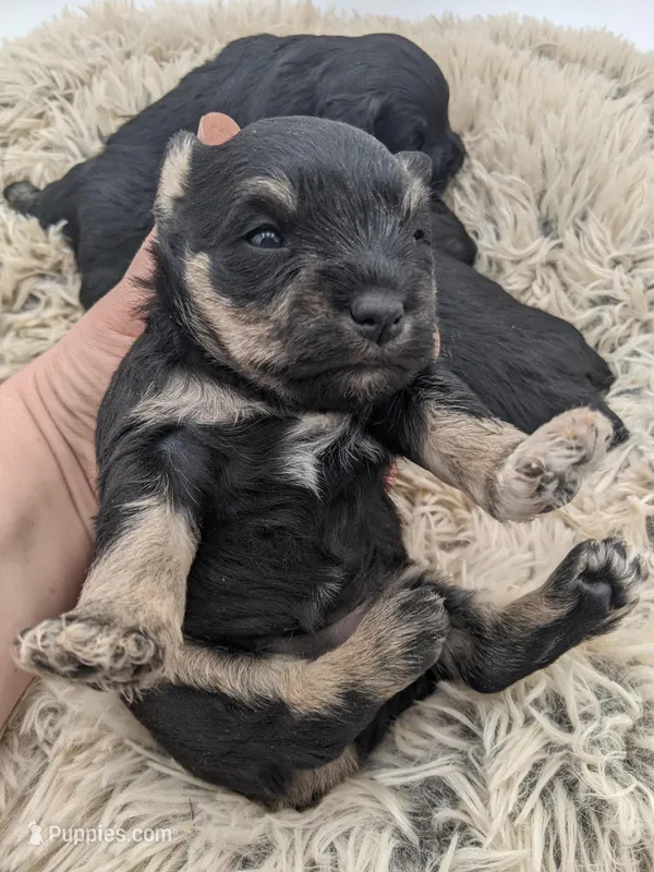 Pink  – Miniature Schnauzer puppy for sale in Amboy, WA