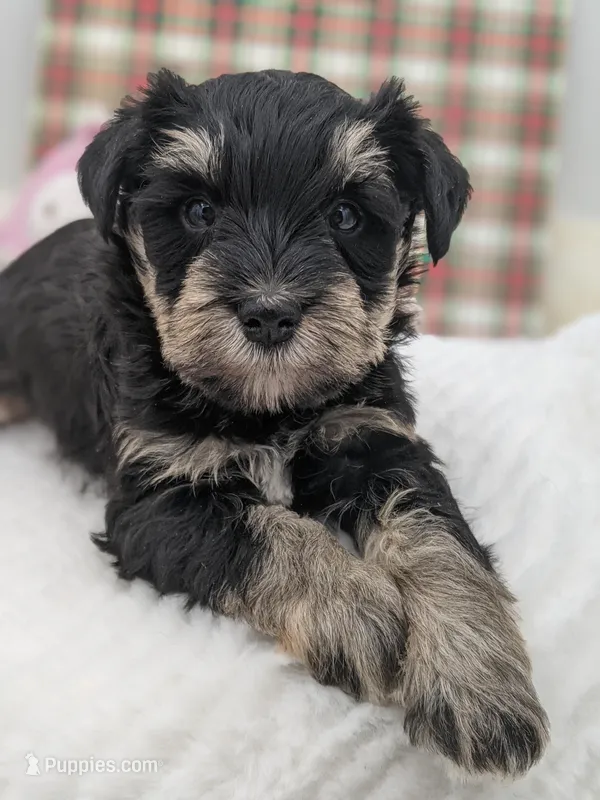 Pink  – Miniature Schnauzer puppy for sale in Amboy, WA