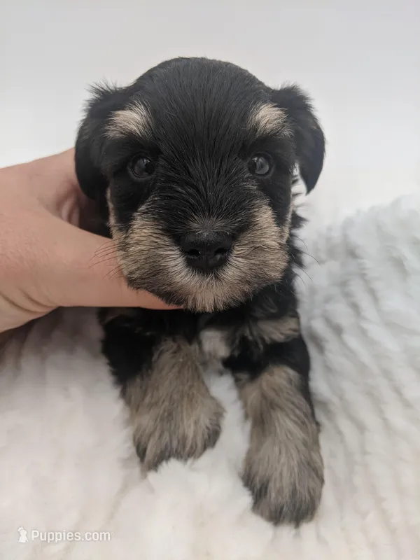 Pink  – Miniature Schnauzer puppy for sale in Amboy, WA