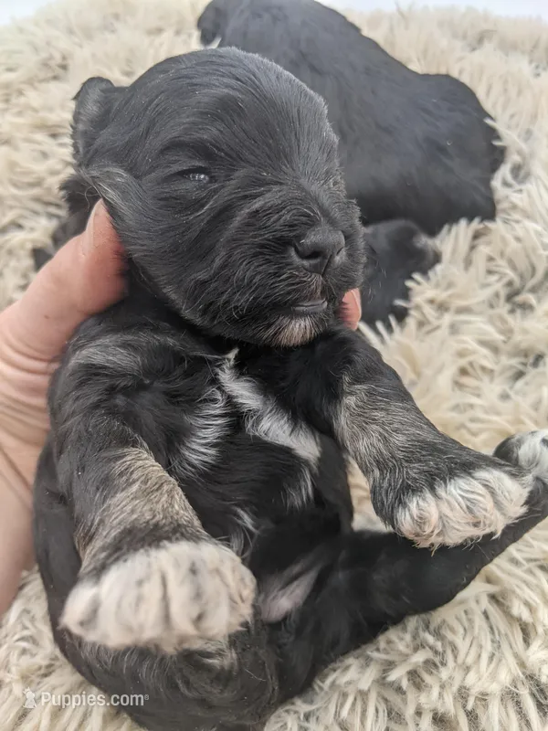 Violet – Miniature Schnauzer puppy for sale in Amboy, WA