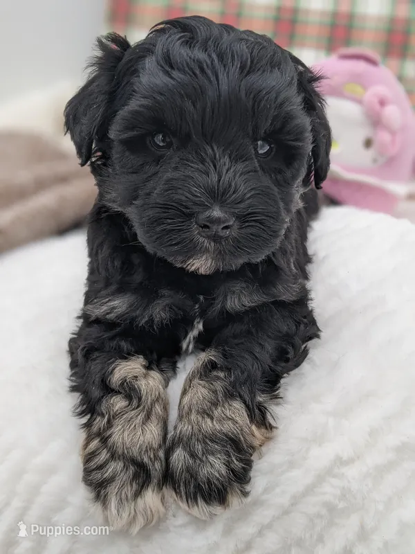 Violet – Miniature Schnauzer puppy for sale in Amboy, WA