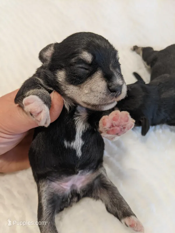 Yellow – Miniature Schnauzer puppy for sale in Amboy, WA