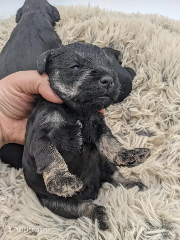 Teal – Miniature Schnauzer puppy for sale in Amboy, WA