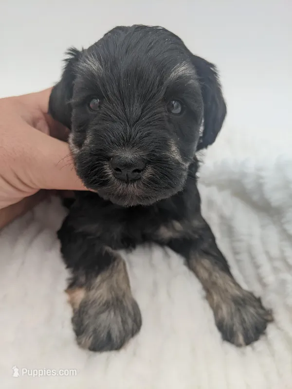 Teal – Miniature Schnauzer puppy for sale in Amboy, WA