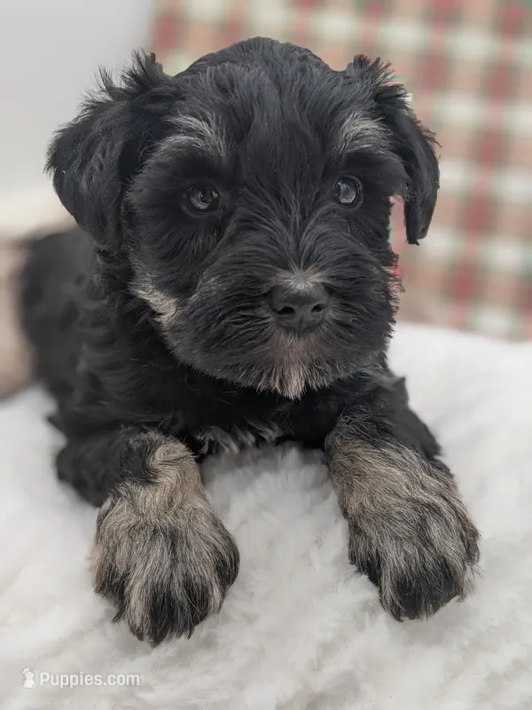 Teal – Miniature Schnauzer puppy for sale in Amboy, WA