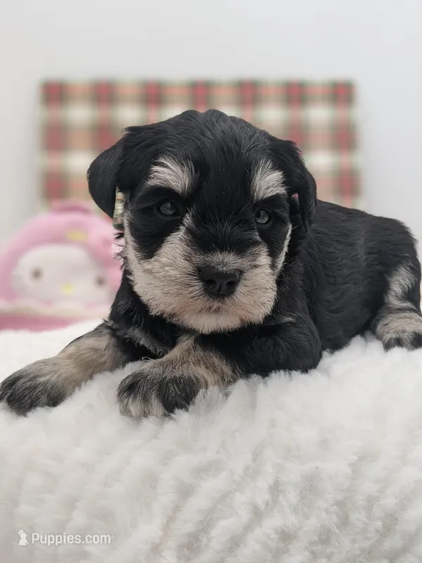 Red – Miniature Schnauzer puppy for sale in Amboy, WA