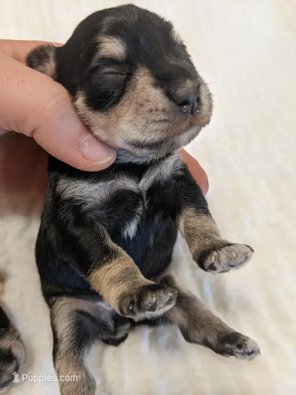 Red – Miniature Schnauzer puppy for sale in Amboy, WA