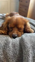 Bruno, a male Cocker Spaniel and Cavalier King Charles Spaniel for sale in Spokane, WA – 5 of 5