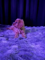 Bruno, a male Cocker Spaniel and Cavalier King Charles Spaniel for sale in Spokane, WA – 3 of 5