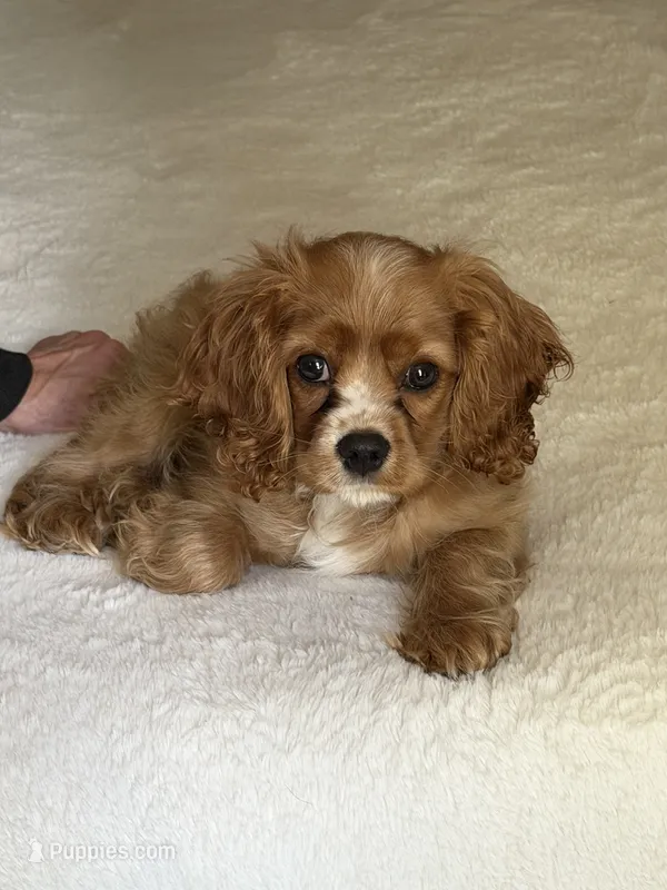 Bruno – Cocker Spaniel, Cavalier King Charles Spaniel puppy for sale in Spokane, WA