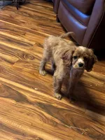 Bruno, a male Cocker Spaniel and Cavalier King Charles Spaniel for sale in Spokane, WA – 2 of 5