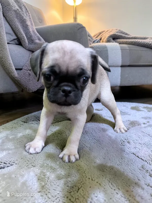 Peggy Sue – Pug puppy for sale in Denver, CO