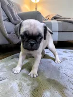 Peggy Sue, a female Pug for sale in Denver, CO – 1 of 4