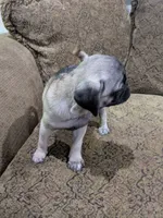 Peggy Sue, a female Pug for sale in Denver, CO – 3 of 4