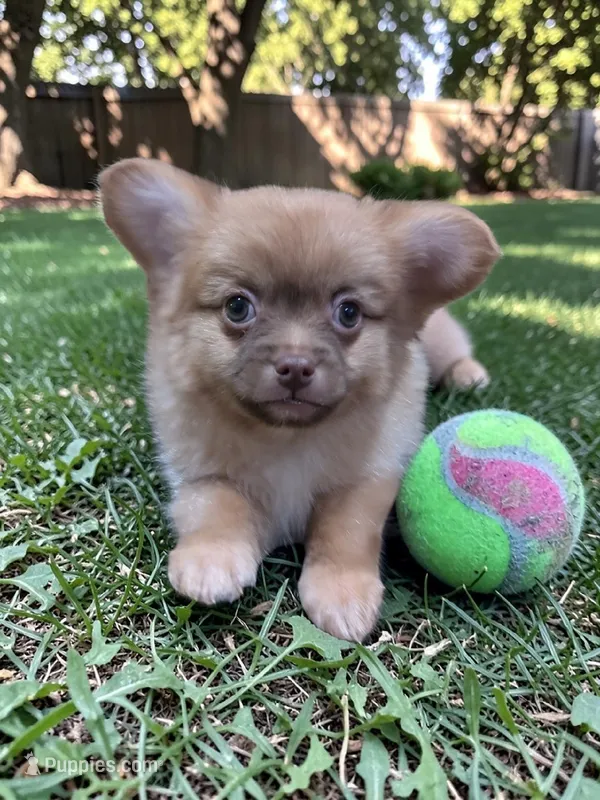 Ozzy  – Pomeranian puppy for sale in Denver, CO