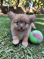 Ozzy , a male Pomeranian for sale in Denver, CO – 1 of 2