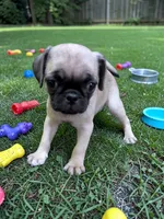 Peggy Sue, a female Pug for sale in Denver, CO – 2 of 4