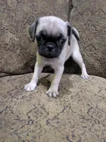 Peggy Sue, a female Pug for sale in Denver, CO – 4 of 4
