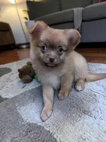 Ozzy , a male Pomeranian for sale in Denver, CO – 2 of 2