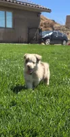 Juliet, a female Australian Shepherd for sale in Acton, CA – 2 of 5