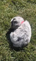 Sky, a female Australian Shepherd for sale in Acton, CA – 5 of 5