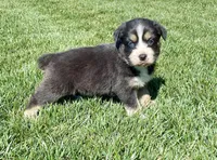 Jolene, a female Australian Shepherd for sale in Acton, CA – Photo 1 of 4