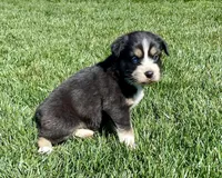 Jolene, a female Australian Shepherd for sale in Acton, CA – Photo 3 of 4