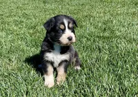 Jolene, a female Australian Shepherd for sale in Acton, CA – Photo 2 of 4