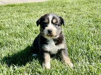 Jolene, a female Australian Shepherd for sale in Acton, CA – Photo 4 of 4