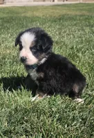 Bella, a female Australian Shepherd for sale in Acton, CA – 5 of 6
