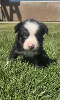 Chloe, a female Australian Shepherd for sale in Acton, CA – 5 of 7