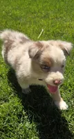Juliet, a female Australian Shepherd for sale in Acton, CA – 5 of 5