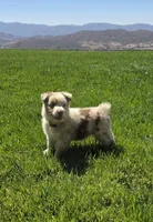 Juliet, a female Australian Shepherd for sale in Acton, CA – 4 of 5