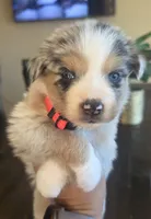Sky, a female Australian Shepherd for sale in Acton, CA – 2 of 5